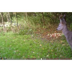 Bolyguard BG315MFP-4G overvgnings kamera