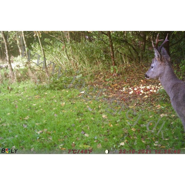 Bolyguard BG315MFP-4G overvgnings kamera