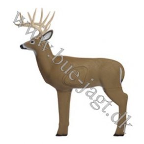 Medium Whitetail