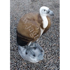 Siddende Lammegrib p sten