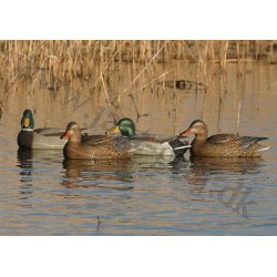 Grandelokkere Active Pack High Grade 6 stk.