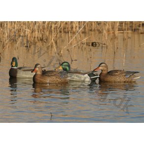 Grandelokkere Active Pack High Grade 6 stk.