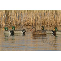 Grandelokkere Active Pack High Grade 6 stk.