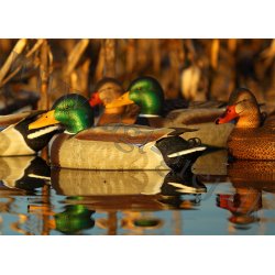 Grandelokkere Active Pack High Grade 6 stk.