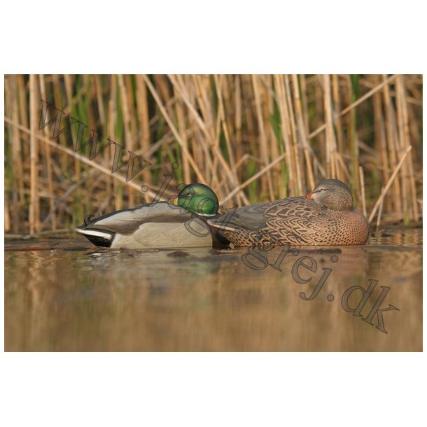 GreenHead Sleepers, 2 stk.